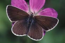 Attēlu rezultāti vaicājumam “Eumedonia eumedon”