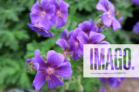 Image result for Storchschnäbel