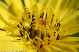 Attēlu rezultāti vaicājumam “Tragopogon pratensis subsp. pratensis leaf”