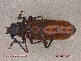 Attēlu rezultāti vaicājumam “Priobium carpini”