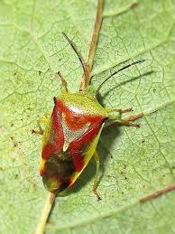 Attēlu rezultāti vaicājumam “Elasmostethus interstinctus”