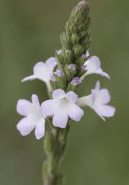 Image result for Verbena officinalis