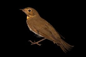 Image result for Catharus ustulatus