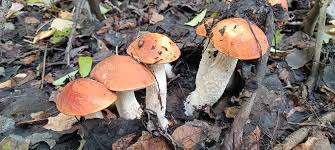 Attēlu rezultāti vaicājumam “Leccinum aurantiacum”