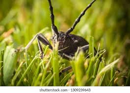 Attēlu rezultāti vaicājumam “Pterostichus oblongopunctatus”