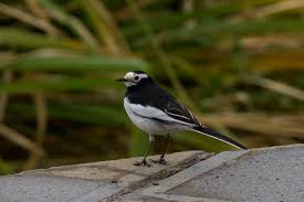 Attēlu rezultāti vaicājumam “Motacillidae”