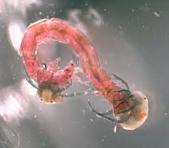 Attēlu rezultāti vaicājumam “Hydrachna”