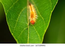 Attēlu rezultāti vaicājumam “Euproctis similis imago”