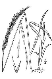 Attēlu rezultāti vaicājumam “Elymus caninus”