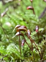 Attēlu rezultāti vaicājumam “Brachythecium rutabulum sporophyte”