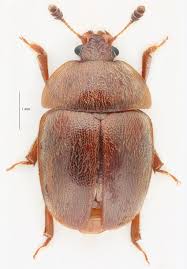 Attēlu rezultāti vaicājumam “Cychramus luteus”