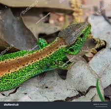 Attēlu rezultāti vaicājumam “Lacerta agilis male”