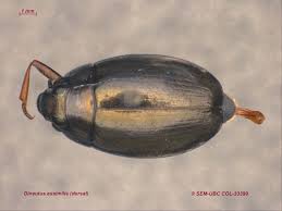 Attēlu rezultāti vaicājumam “Gyrinidae”