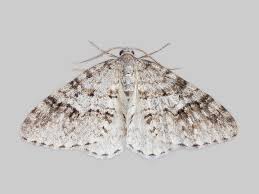 Attēlu rezultāti vaicājumam “Venusia blomeri”