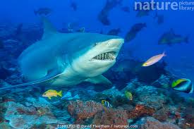 Image result for Carcharhinus leucas