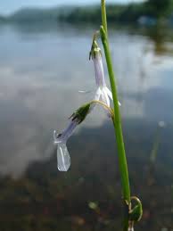 Attēlu rezultāti vaicājumam “Lobelia dortmanna leaf”