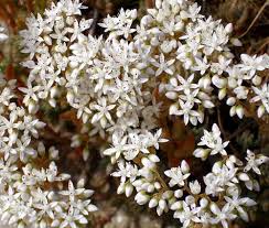 Attēlu rezultāti vaicājumam “Sedum aizoon fruit”