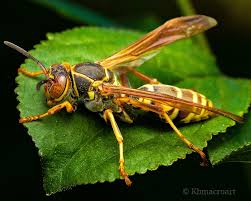 Attēlu rezultāti vaicājumam “Polistes”