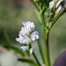 Attēlu rezultāti vaicājumam “Vicia hirsuta bud”