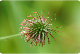 Image result for Cnicus benedictus