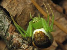 Attēlu rezultāti vaicājumam “Diaea dorsata”