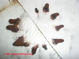 Attēlu rezultāti vaicājumam “Stemonitopsis subcaespitosa spores”