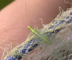 Attēlu rezultāti vaicājumam “Chrysopidae”