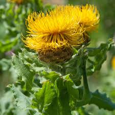 Image result for Flockenblume