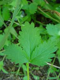 Attēlu rezultāti vaicājumam “Potentilla norvegica flower”