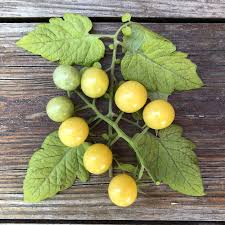 Afbeeldingsresultaat voor broad ripple yellow currant tomato