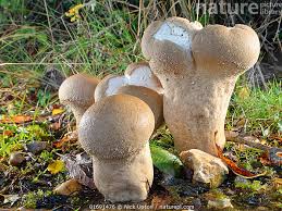 Attēlu rezultāti vaicājumam “Calvatia excipuliformis”