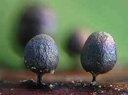 Attēlu rezultāti vaicājumam “Lamproderma ovoideum”