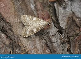 Attēlu rezultāti vaicājumam “Udea olivalis”