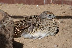 Image result for Chrysolophus amherstiae