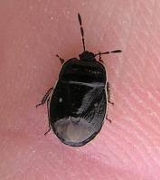 Attēlu rezultāti vaicājumam “Adomerus biguttatus”