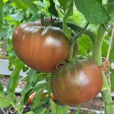 Afbeeldingsresultaat voor black elephant tomato
