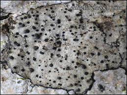 Attēlu rezultāti vaicājumam “Lecidella elaeochroma”