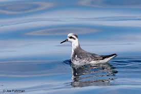 Attēlu rezultāti vaicājumam “Phalaropus fulicarius adult”