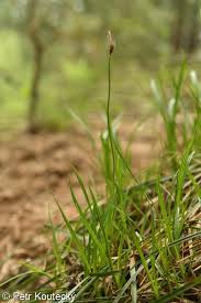 Attēlu rezultāti vaicājumam “Carex ericetorum”