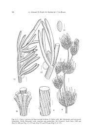 Attēlu rezultāti vaicājumam “Chara contraria”