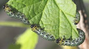 Attēlu rezultāti vaicājumam “Nematus ribesii larva”