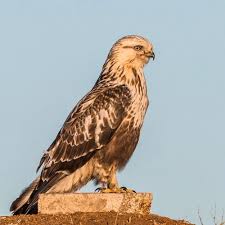 Attēlu rezultāti vaicājumam “Buteo lagopus adult”