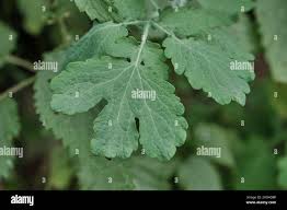 Attēlu rezultāti vaicājumam “Chelidonium majus leaf”