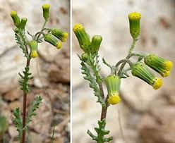 Attēlu rezultāti vaicājumam “Senecio vulgaris flower”