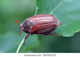 Attēlu rezultāti vaicājumam “Melolontha hippocastani imago”