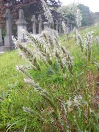 Attēlu rezultāti vaicājumam “Anthoxanthum odoratum flower”