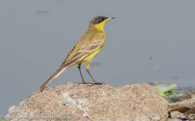 Attēlu rezultāti vaicājumam “Motacilla flava flava”