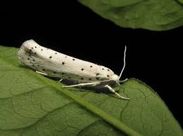 Attēlu rezultāti vaicājumam “Yponomeuta malinellus / cagnagella imago”