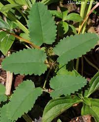 Attēlu rezultāti vaicājumam “Sanguisorba officinalis leaf”