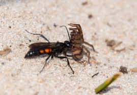 Attēlu rezultāti vaicājumam “Anoplius viaticus”